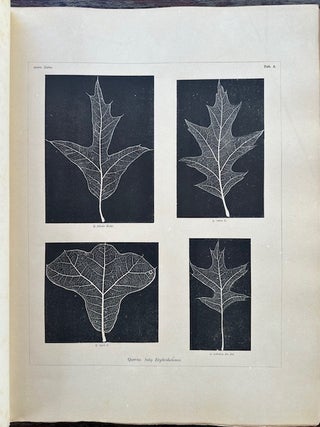 CHENES DE L'AMERIQUE TROPICALE. (OAKS OF TROPICAL AMERICA.)