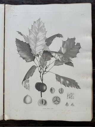 CHENES DE L'AMERIQUE TROPICALE. (OAKS OF TROPICAL AMERICA.)