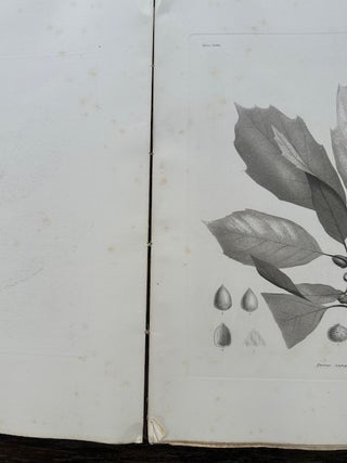 CHENES DE L'AMERIQUE TROPICALE. (OAKS OF TROPICAL AMERICA.)