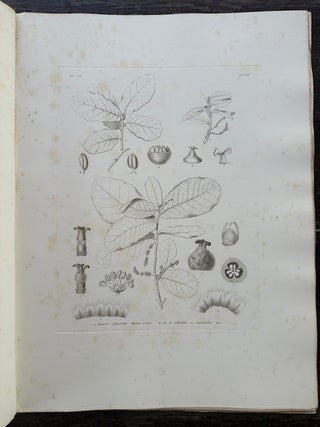 CHENES DE L'AMERIQUE TROPICALE. (OAKS OF TROPICAL AMERICA.)