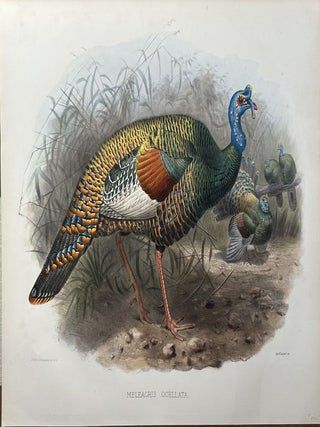 Item #56579 MELEAGRIS OCELLATA (Ocellated Turkey). Joseph Wolf, by J. Smit, Joseph