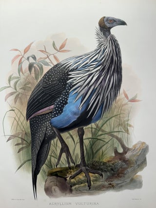 Item #56581 ACRYLLIUM VULTURINA. (Guineafowl). Joseph Wolf, by J. Smit, Joseph