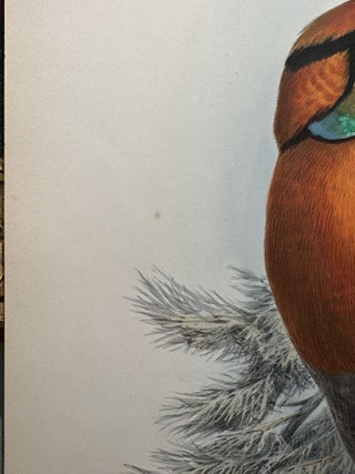 CERIORNIS BLYTHII. (Blyth’s Tragopan Pheasant)