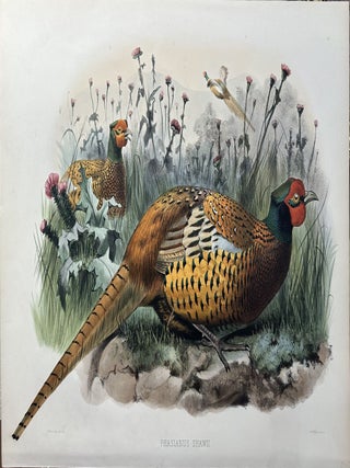 Item #56598 PHASIANUS SHAWII (Common Pheasant). Joseph Wolf, by J. Smit, Joseph